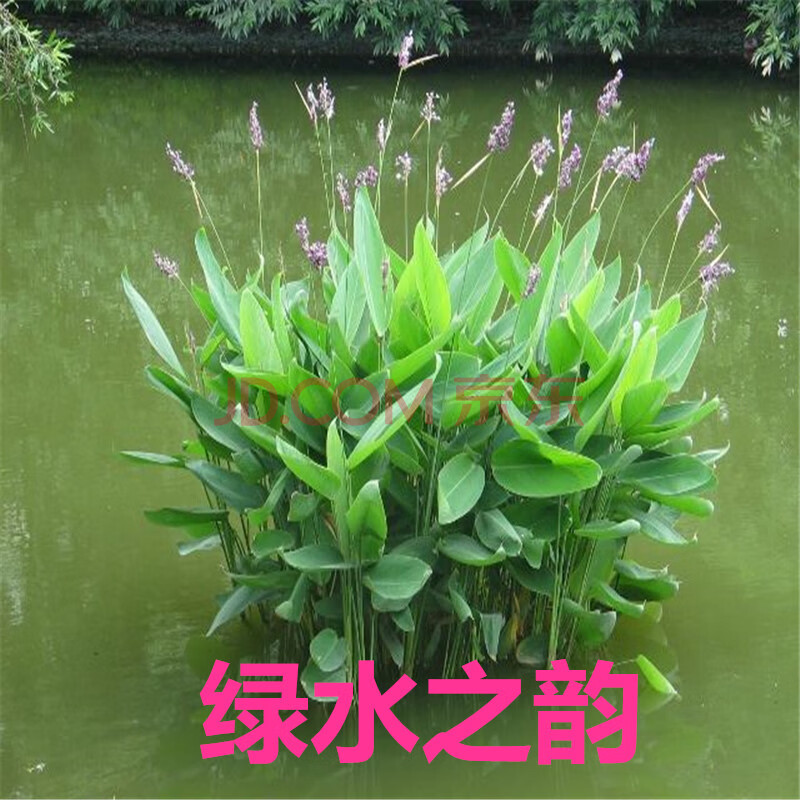 绿化水道 庭院 湿地公园鱼池塘湖泊 挺水植物 净化水质 再力花10棵 不