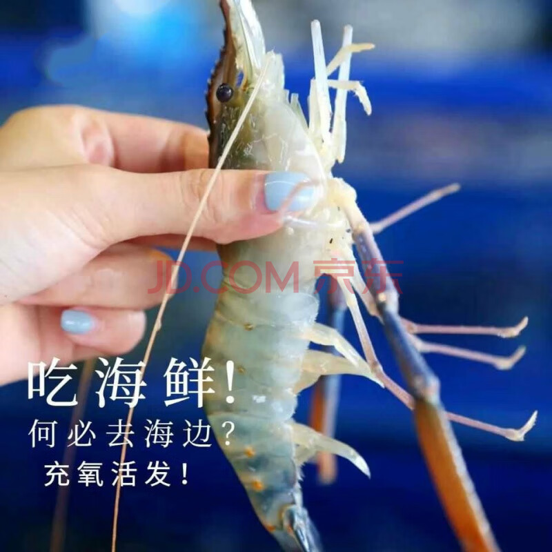 南海鲜活大头虾罗氏虾新鲜泽虾沼虾大肉虾海鲜现捕活