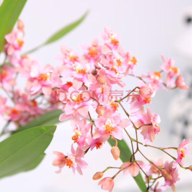 文心兰盆栽苗香水美人带花植物观花室内花梦香兰花卉 梦香兰-粉色2.