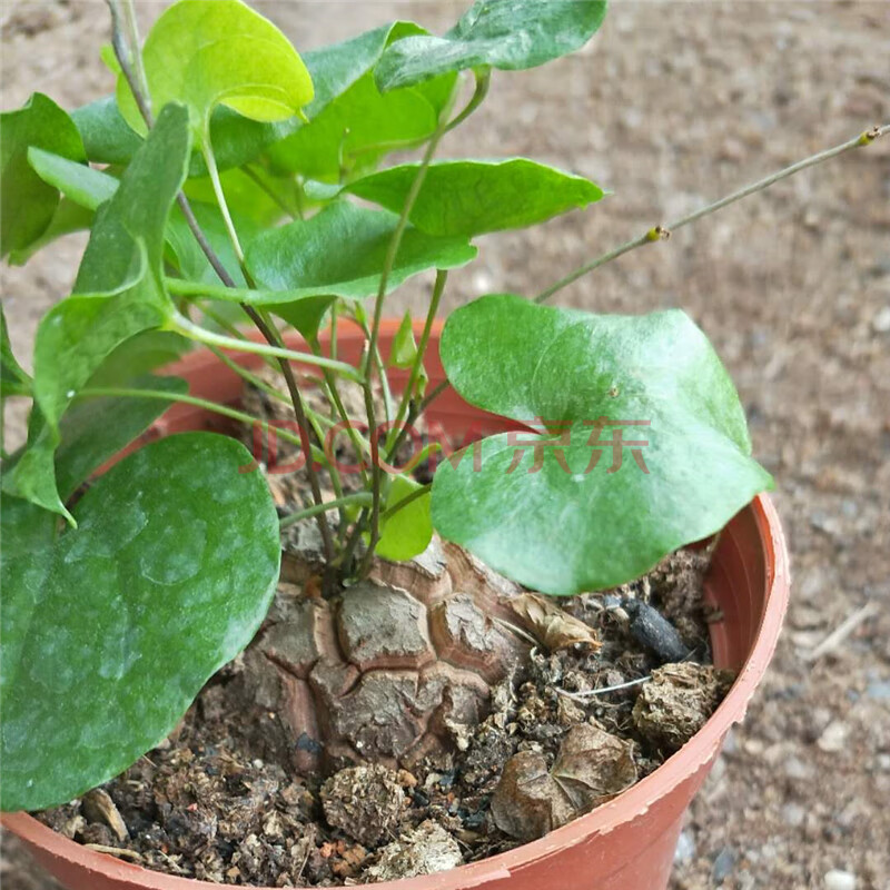 精品南非龜甲龍塊根多肉裂紋植物宿根深易養美觀 龜甲龍約5-6cm 裸根