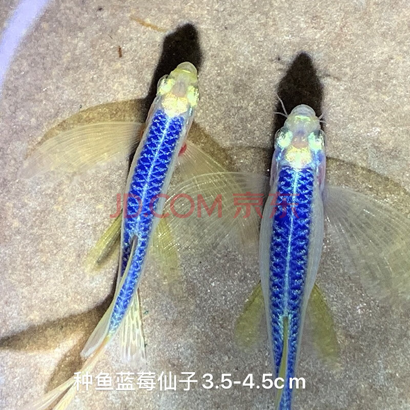 天弗稀有觀賞小型熱帶魚長鰭長尾蝶翼翡翠斑馬魚大號燈科群遊冷水活魚