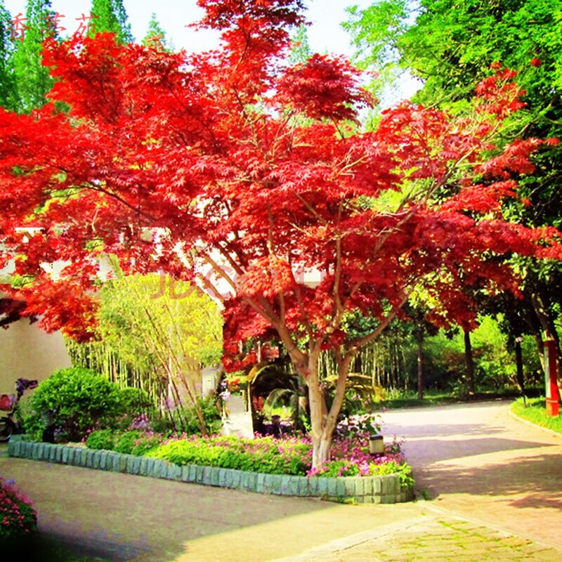 香葶苑 致荟树 日本红枫树苗绿化树苗木风景树苗常绿植物花苗室外庭院