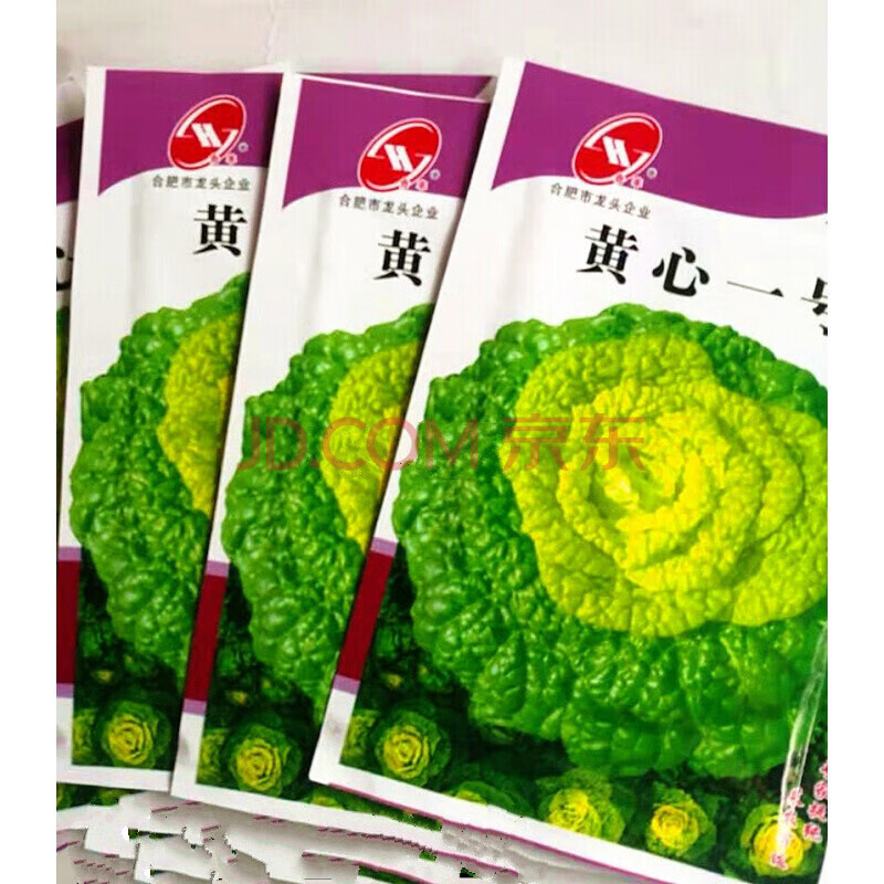 蔬菜种孑籽菊花菜四季播黄芯菜种籽黑心乌菜种子 黄芯一号【袋装10克