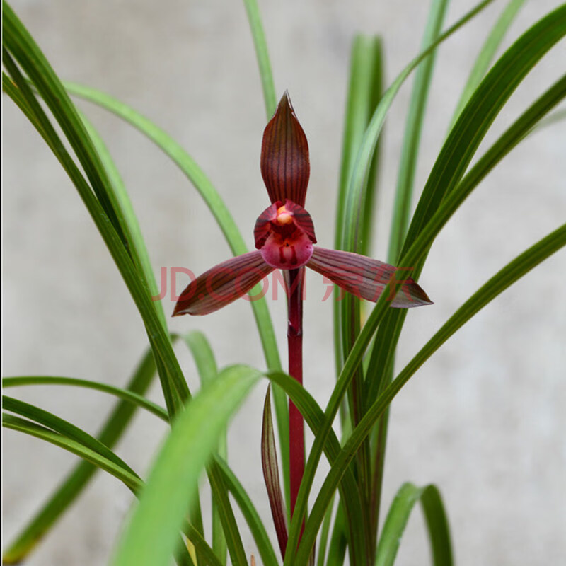 名貴蘭花苗帶花苞盆栽植物四季開花建蘭墨蘭春蘭室內客廳花卉綠植