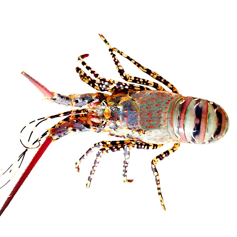 棠鲜生 澳州大花龙 活虾大青龙虾 800-900g/只