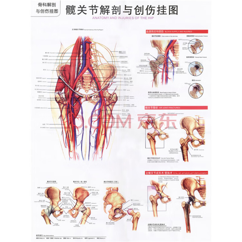 人體解肩關節手和腕關節解剖與創傷掛圖貼畫醫院診所骨科裝飾海報 髖