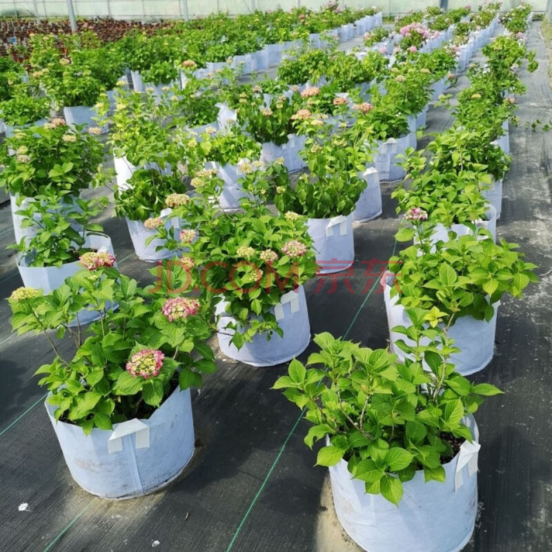 无纺布美植袋种植袋植树袋加厚果树种植育苗袋特大阳台种擞