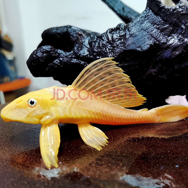 清道夫鱼活体热带观赏鱼清洁鱼缸垃圾藻类鱼食残渣工具鱼 黄金清道夫