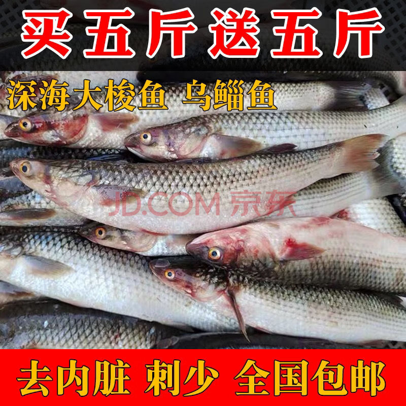 鲜活梭鱼红眼梭子鱼新鲜乌鲻鱼乌头海捕海鱼水产白眼鱼丁鱼 (去内脏)