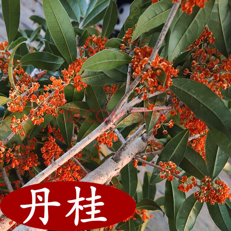 丹桂【秋季開花】清香型 :4年苗【買一 一】實發2棵