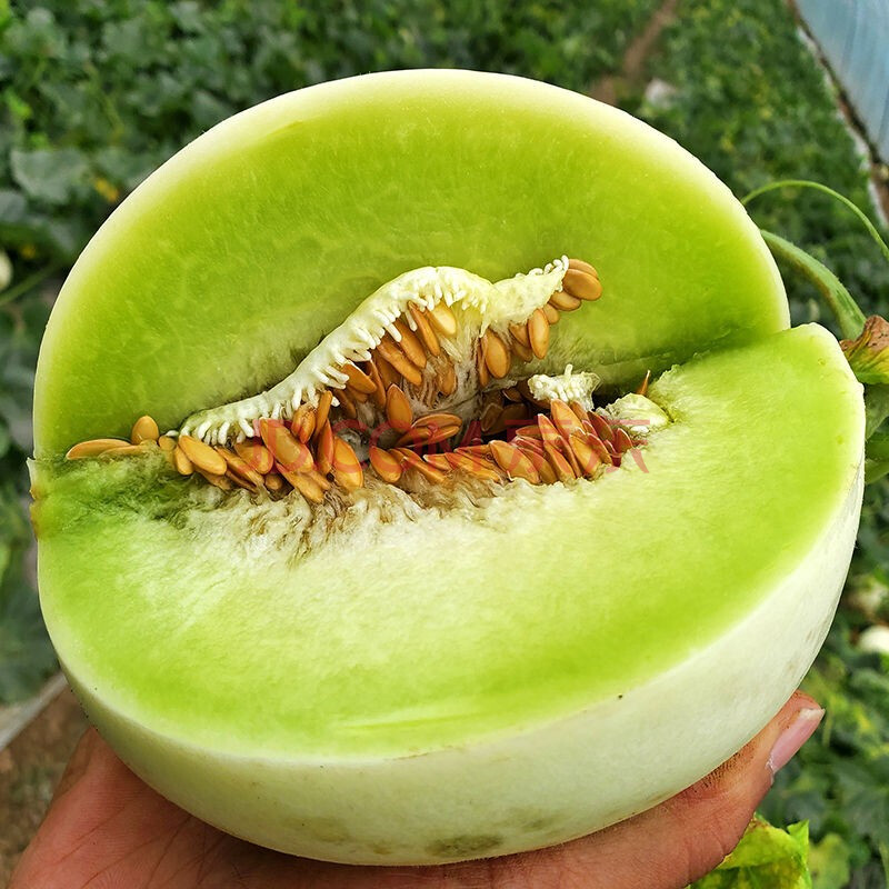 【顺丰配送】玉菇甜瓜 新鲜水果 5斤精品装(约2-3个)