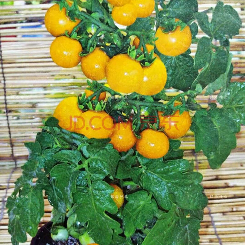 矮生盆栽番茄种子黑珍珠黄珍珠樱桃小西红柿圣女果四季春秋阳台籽