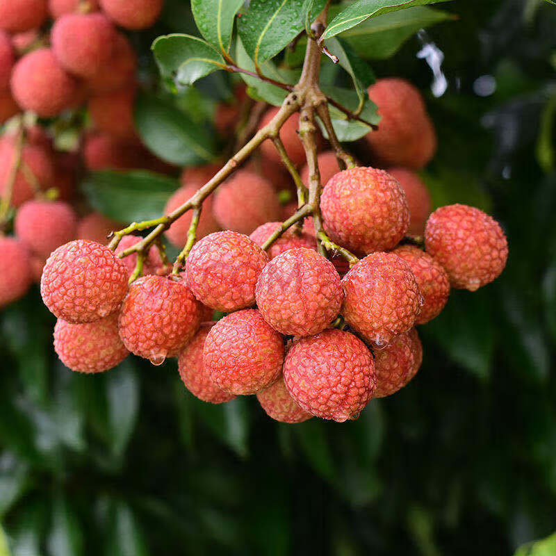 福建荔枝新鲜水果现摘1/5斤应季水果 冷链保鲜发货 1斤【尝鲜装】