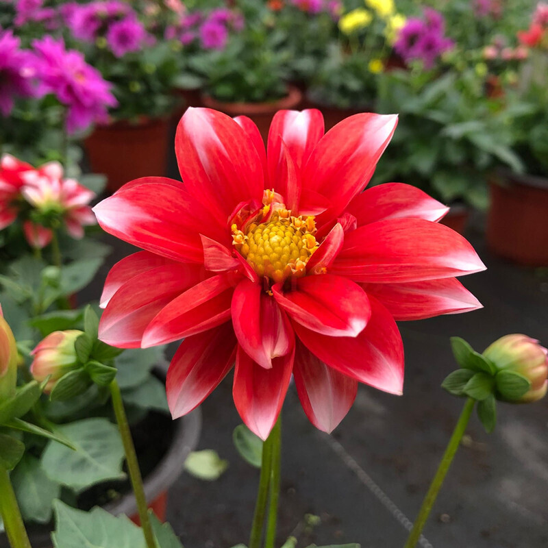 花苗年宵花卉陽臺庭院花園開花多年生球花卉花期長帶花發貨 紅色白邊