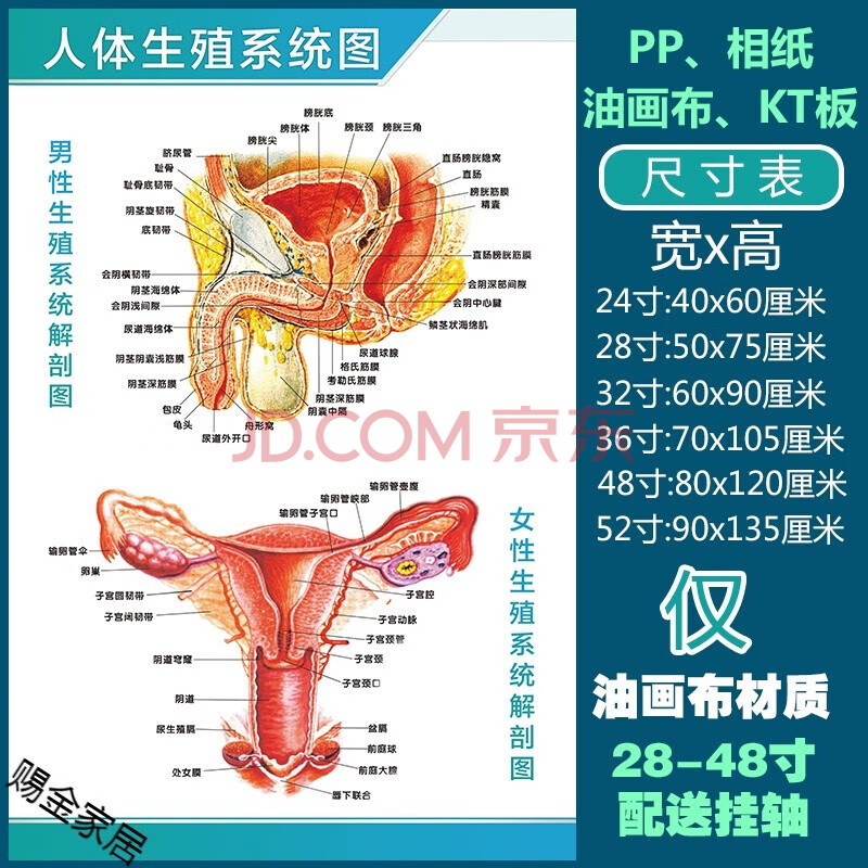 人體解剖彩色學骨骼結構圖神經肌肉五臟六腑淋巴示意解刨器官掛圖