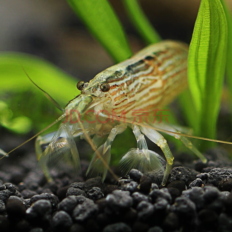 青青自然大木纹网球虾2-3cm