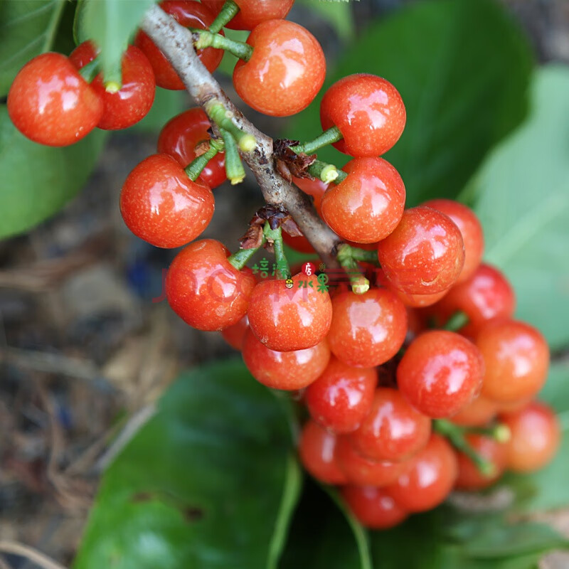 顺丰空运 四川泸州小樱桃米易黄草樱桃本地黄恩桃新鲜水果3斤土樱桃