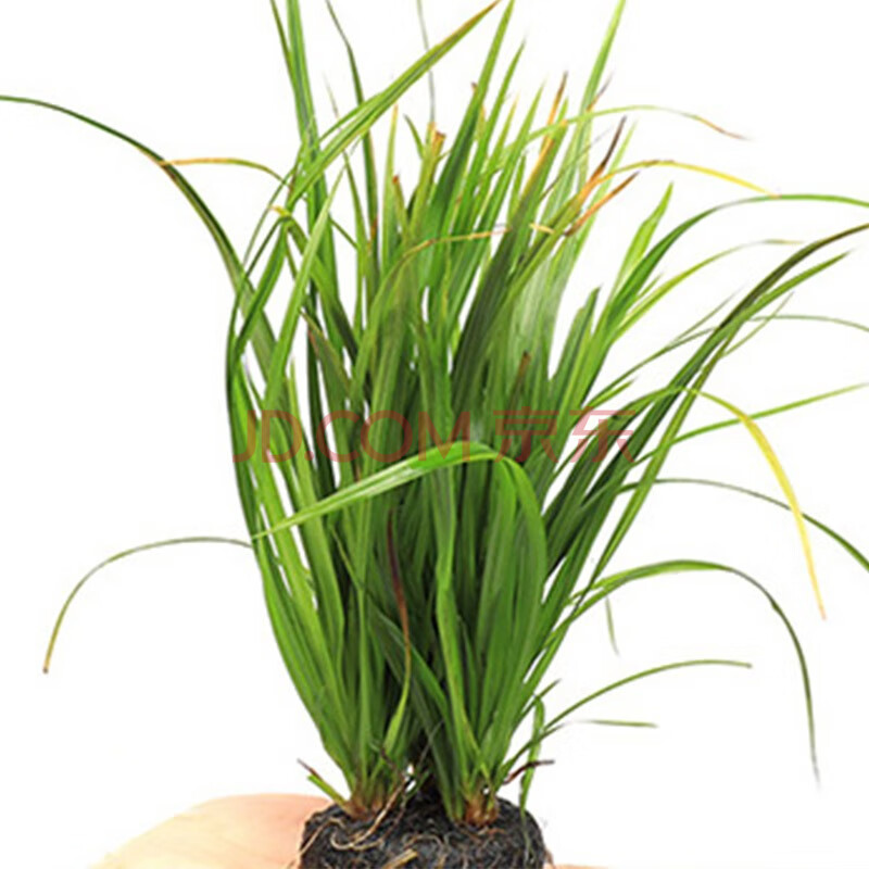 美人雾泰国水剑坨草 1坨