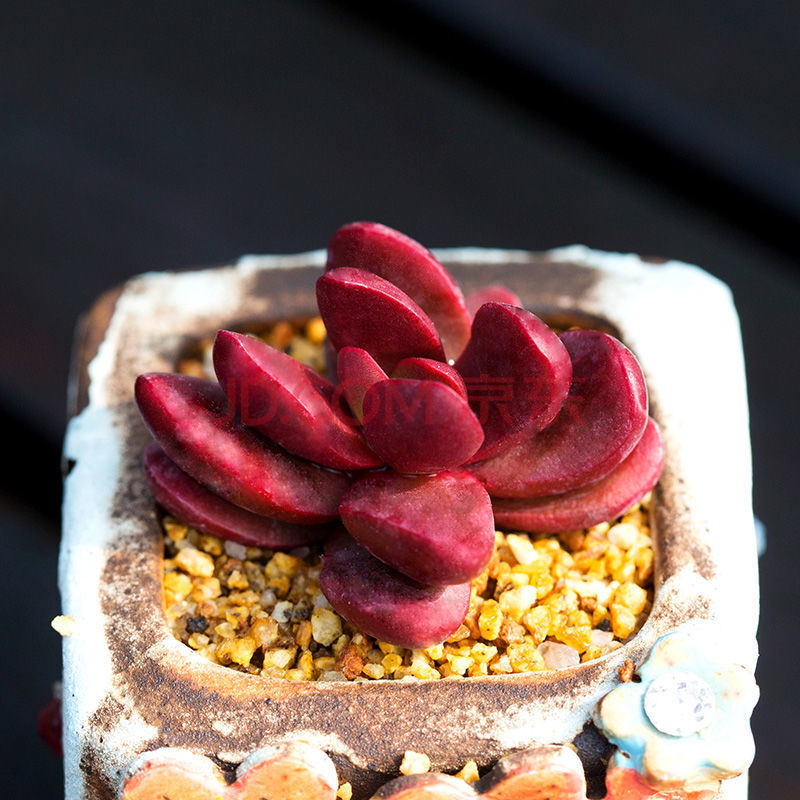 【现货现发】鸡血克拉夫群生多头多肉植物易爆盆肉肉创意盆栽绿植花卉