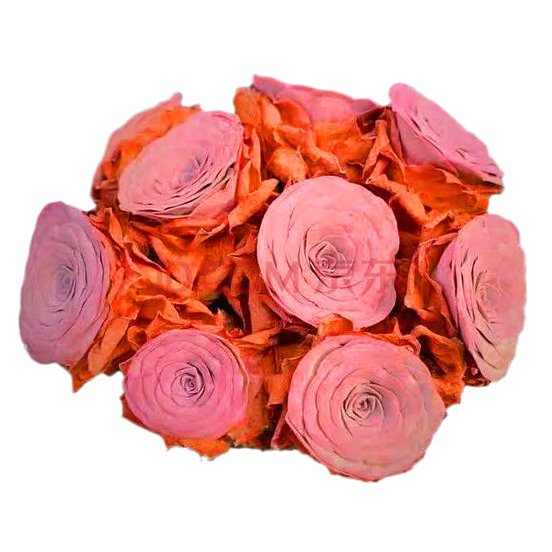 山地玫瑰粉耶罗/粉色多头大老桩/新手耐养室内辐射 提示;夏天是这样越