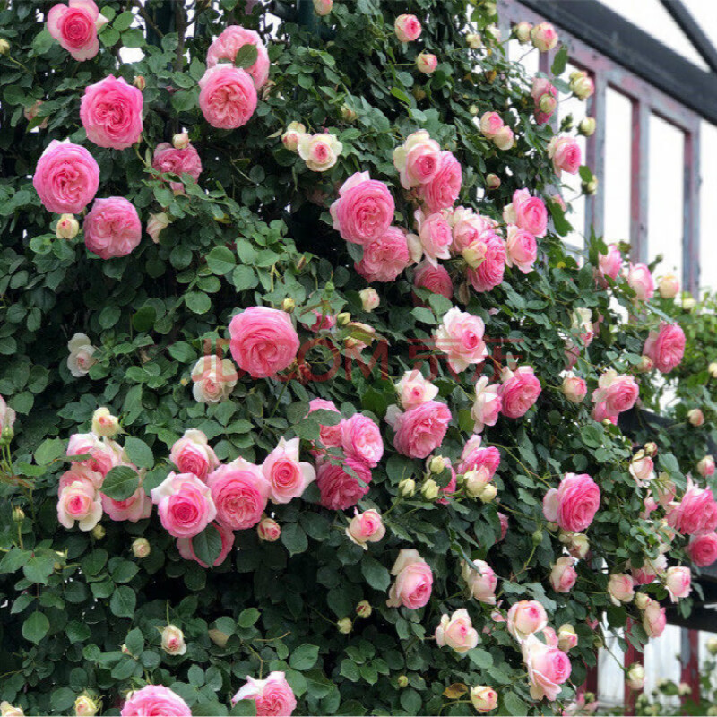 月季花苗大花庭院陽臺藤本植物花卉玫瑰盆栽爬藤薔薇d7 粉色龍沙寶石