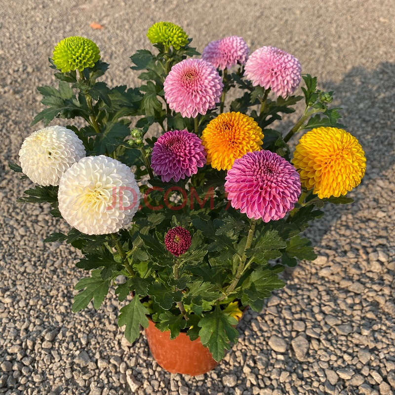 室内乒乓菊盆栽带花发货阳台庭院好养活重瓣七彩球菊花期长耐热耐寒