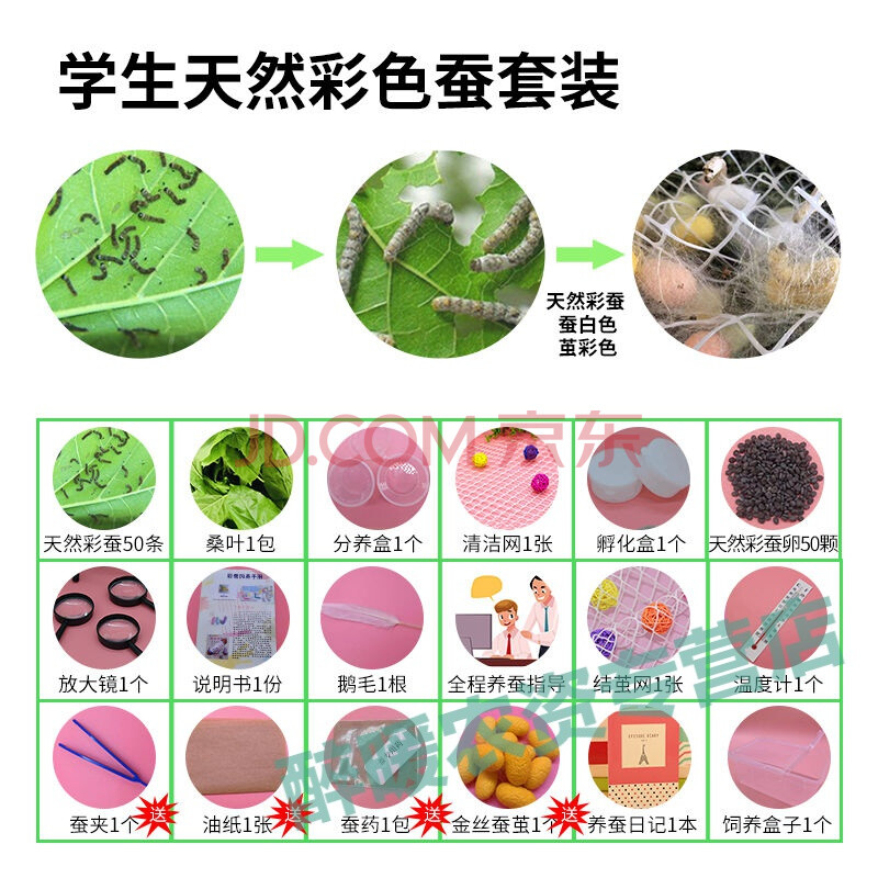 界梁山蚕宝宝蚕种蚕籽蚕卵蚕子 蚕蛋 高孵化率桑蚕卵蚕宝宝卵彩色蚕彩