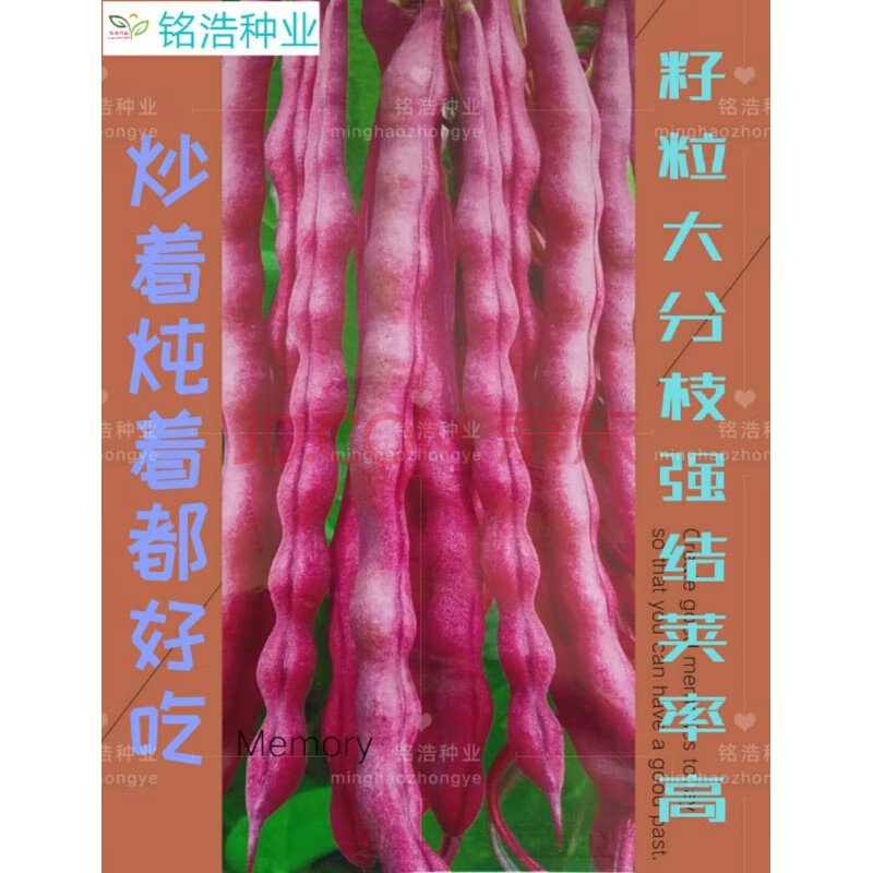春秋红豆角种子 红豇豆种子紫芸豆豌豆架豆 紫豆角 菜园庭院阳台 大田
