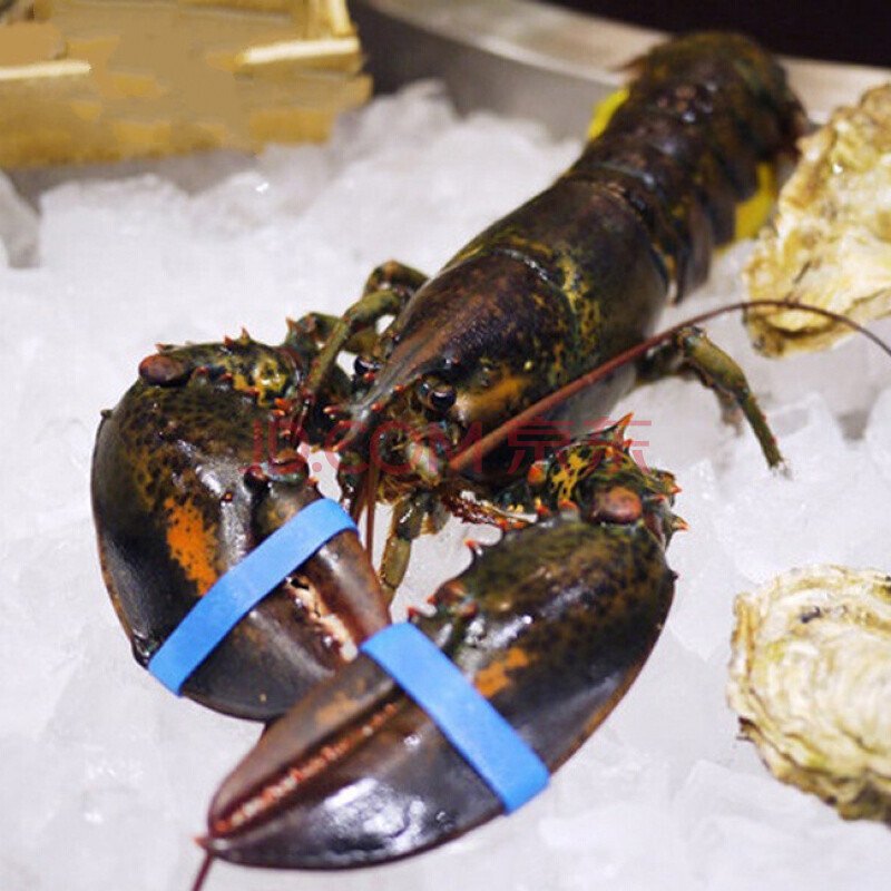 波龙 鲜活波士顿龙虾 加拿大龙虾 海鲜 龙虾 2斤