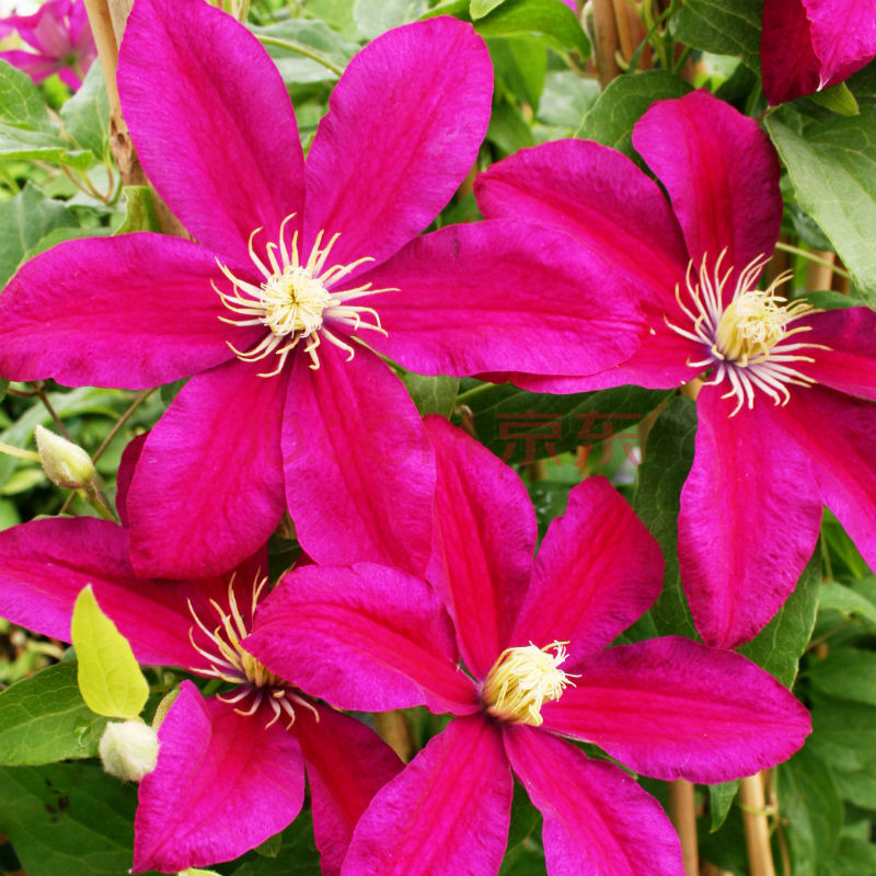 多年生重瓣大花铁线莲种根盆栽进口藤蔓攀援花卉爬藤植物发货 落日1年