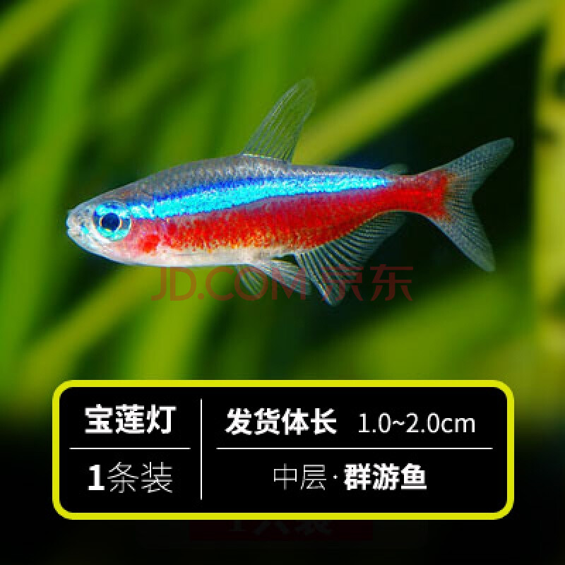 熱帶觀賞魚大號綠蓮寶蓮燈魚活體霓虹燈草缸群游魚紅綠燈 人工寶蓮燈