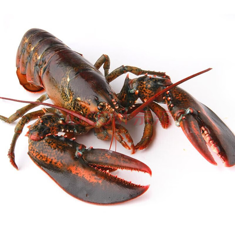 【活鲜】乐食港 鲜活波士顿大龙虾 1.6-1.8斤/只 加拿大进口 海鲜水产