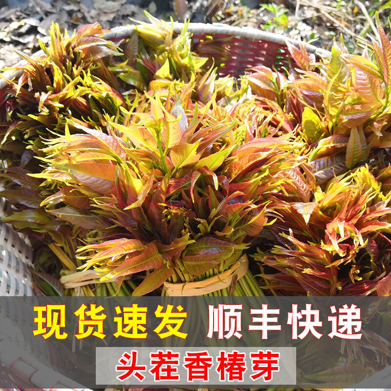 匠心說 安全蔬菜 【現貨】香椿芽新鮮野生頭茬紅椿芽3斤香椿葉陝西