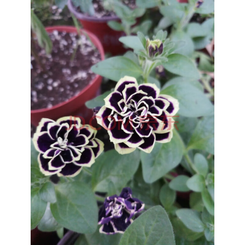 垂吊重瓣矮牵牛花苗-庭院植物阳台花卉冬季耐寒盆栽 579.