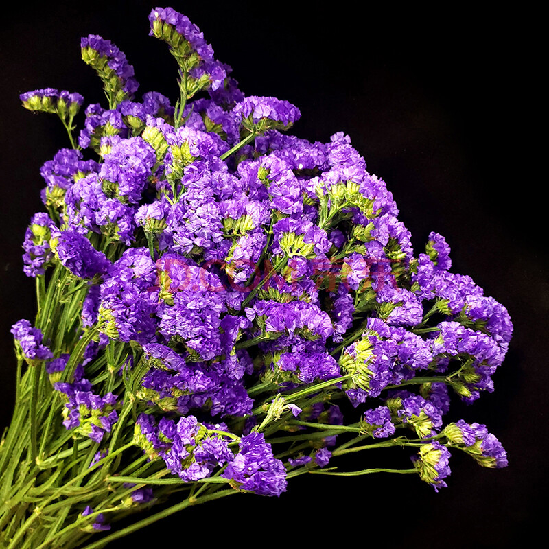 云花团 勿忘我鲜花1kg 6种颜色 可做干花 同城花市 深紫色