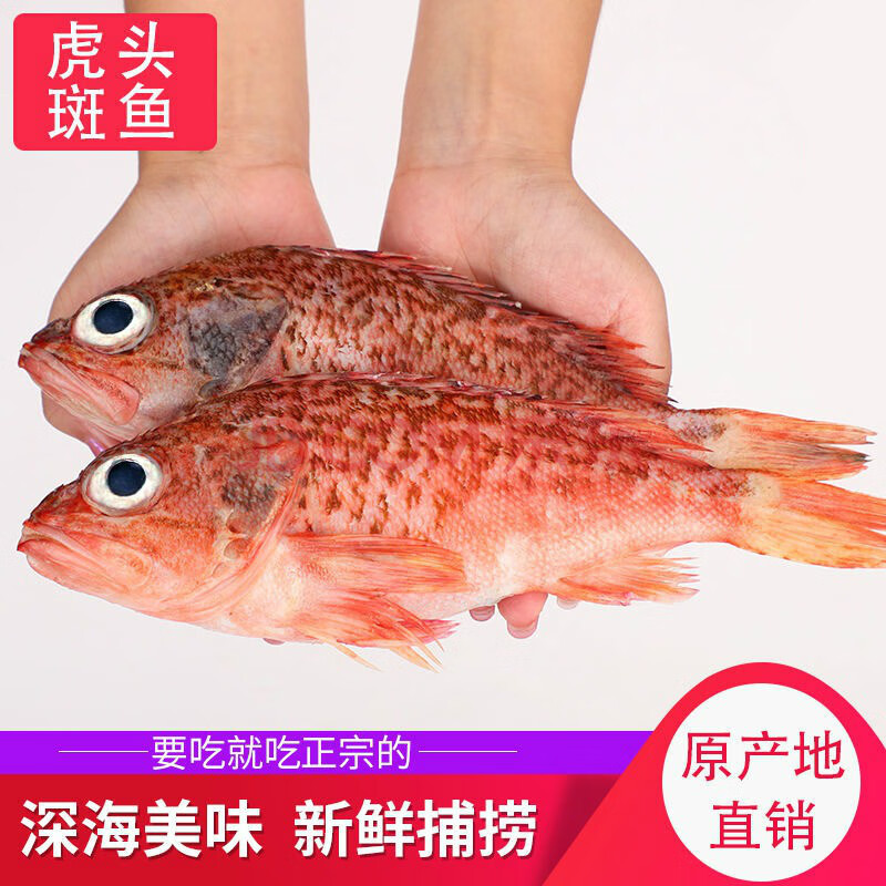 虎頭斑魚老虎斑魚海鮮水產冷凍魚肉海捕佑達嘉怡 【虎頭斑】一斤練手