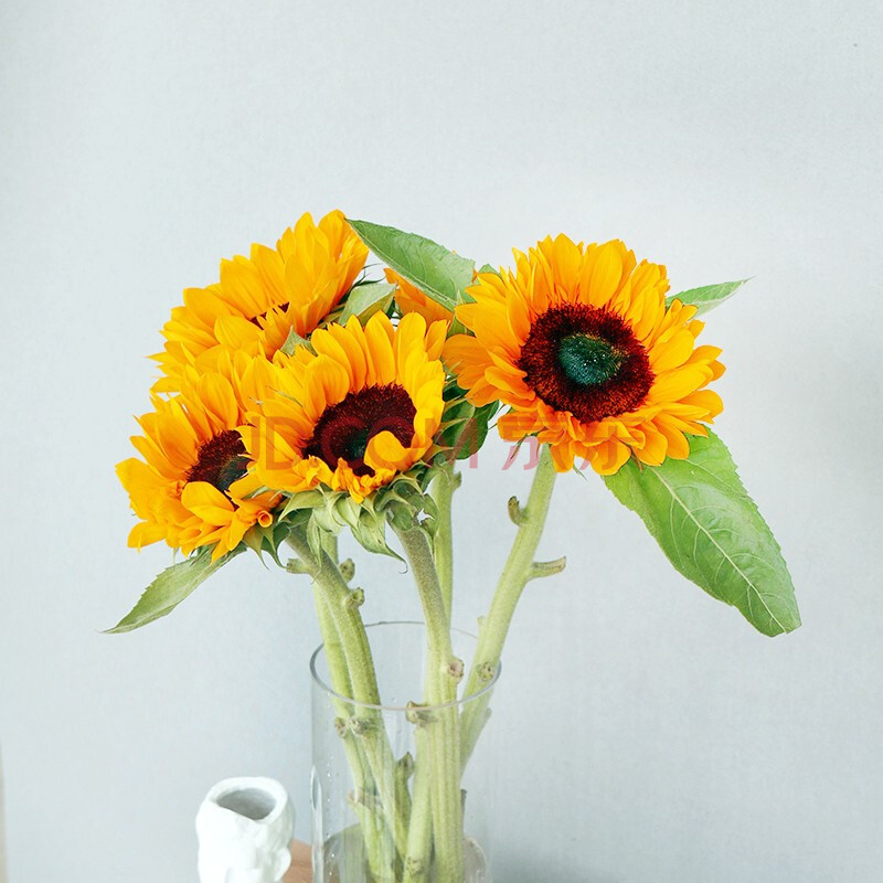thumbway 向日葵3支 居家插花办公室装饰水养鲜切花生日纪念日节日