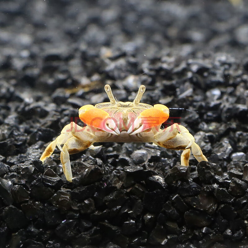青青自然宠物螃蟹活体观赏蟹活体迷你蟹辣椒蟹深水蟹可鱼虾混养 辣椒