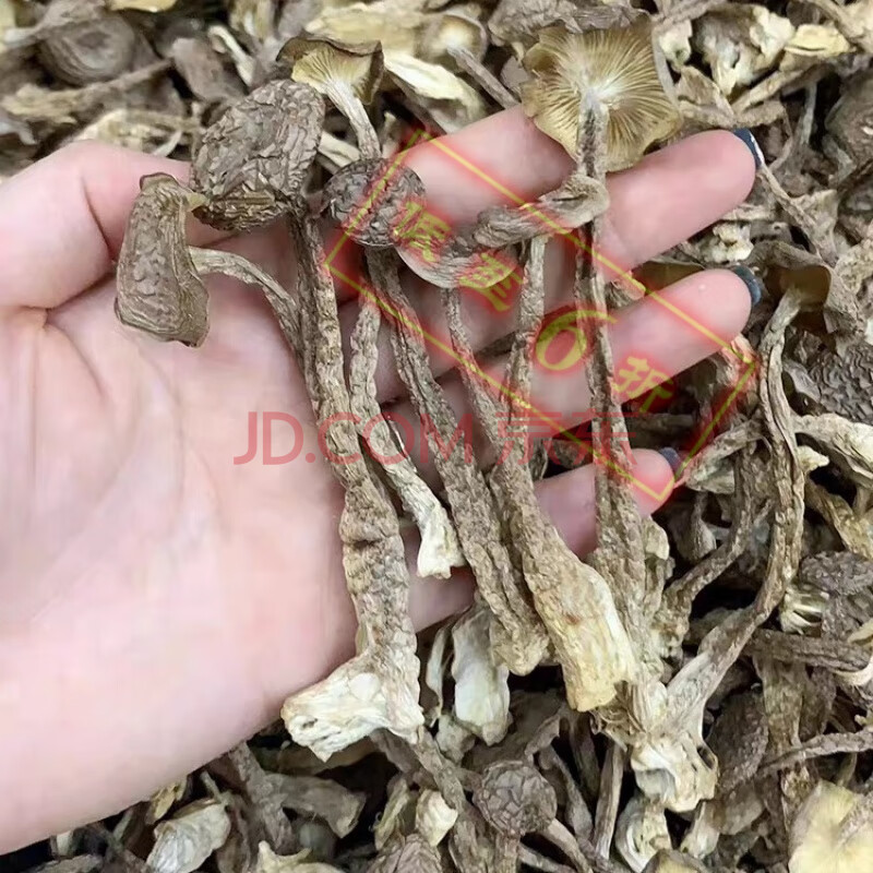 【六折起】鹿茸菇乾貨雲南特產新鮮野生菌鹿茸菇幹鹿茸菌菇蘑菇香菇