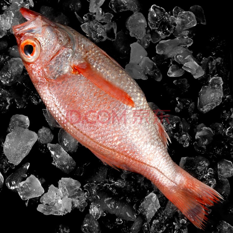 东半山 舟山特色海鲜 新鲜深海红果鲤东海赤鯥鱼 深海捕捞黑喉鱼1斤2