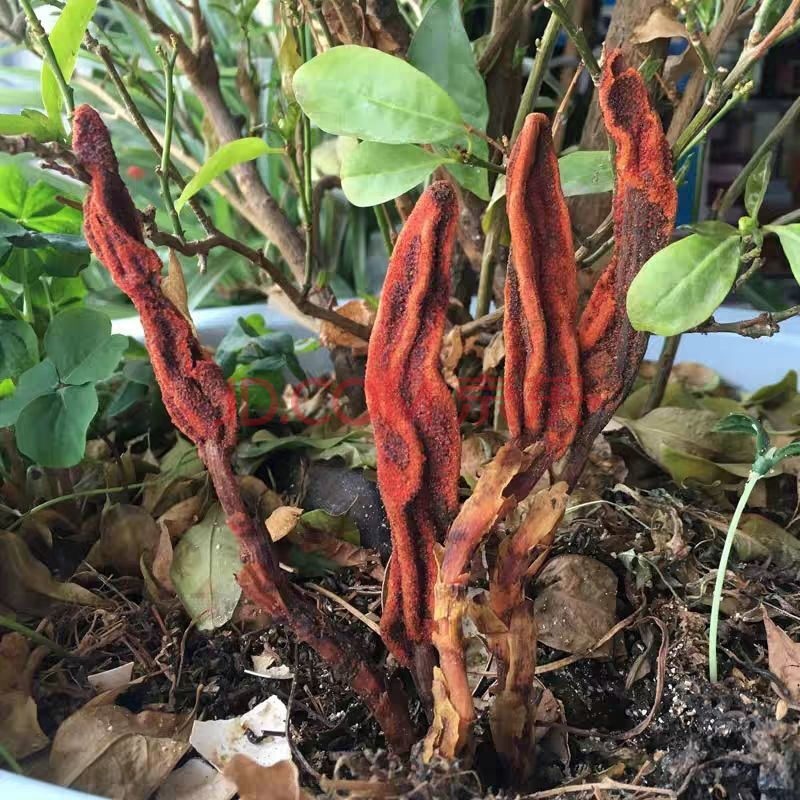 云南回春草不老回春草粉顶天柱泡男性茶泡酒料起阳草 回春草 50克