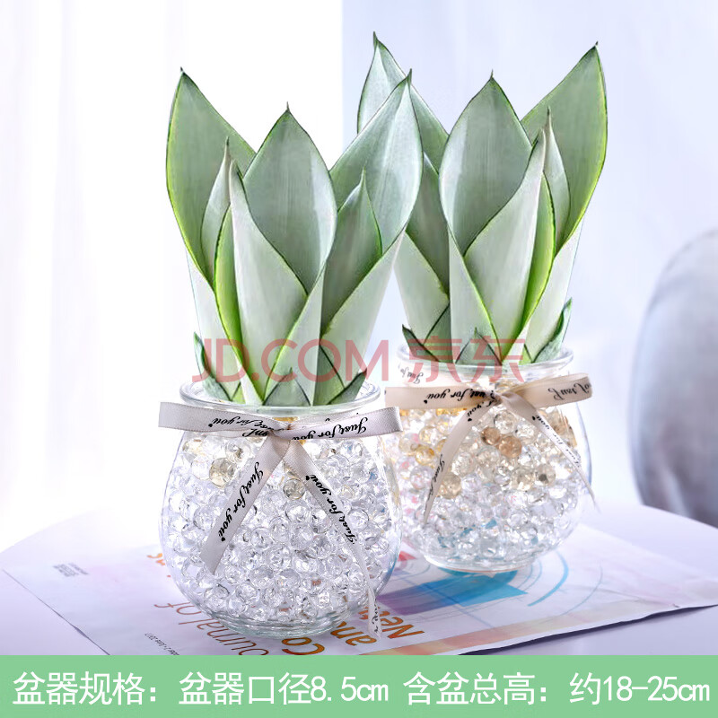 白玉虎皮兰盆栽水培植物d8 两盆白玉兰 6颗(鱼肚瓶) 含盆