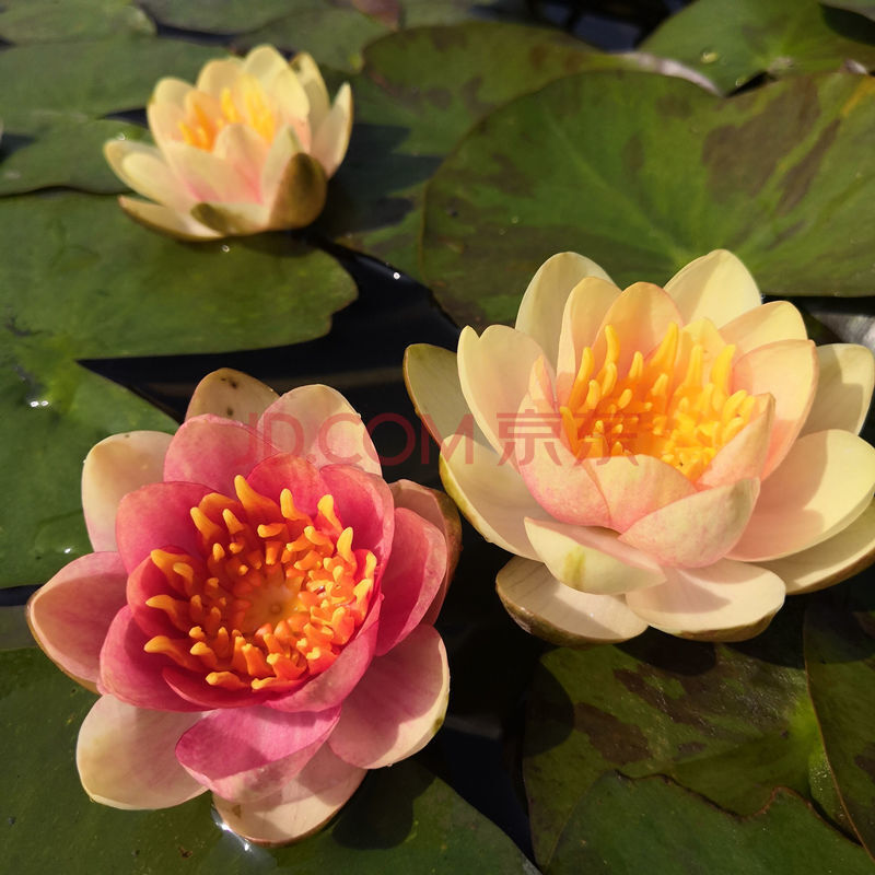 花苗盆栽帶花苞水培植物四季荷花水養耐寒池塘大花睡蓮根塊莖 金光