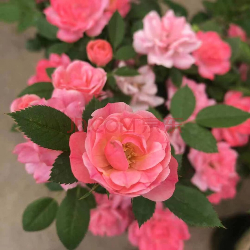 棒棒糖树状月季高杆海神王嫁接树形花苗四季开花庭院阳台盆栽植物 和