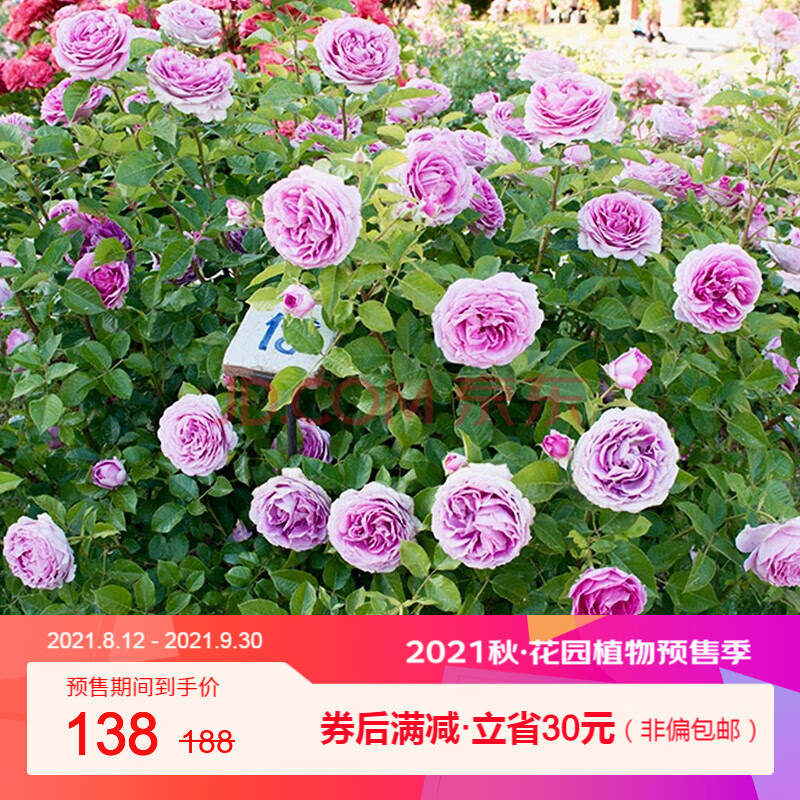 【虹越】2021新品 進口月季花苗1.