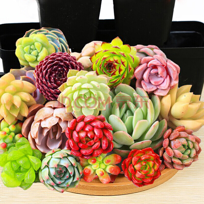 多肉植物组合盆栽绿植花卉肉肉植物肉多新手多肉种植 10颗随机多肉