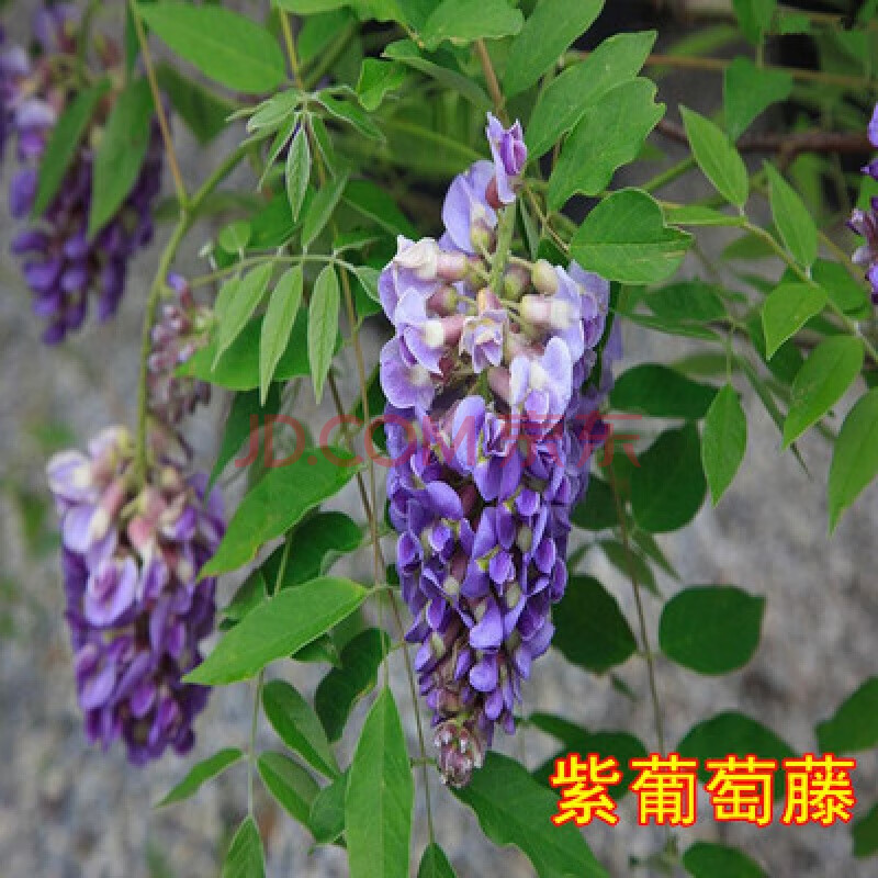 紫藤花苗树苗盆栽紫藤苗 多花紫藤大苗 阳台楼顶攀援爬藤植物 紫葡萄1