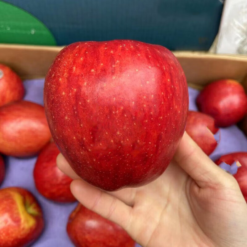 新西兰红玫瑰苹果8/12个苹果脆甜红苹果新鲜水果当季过节送礼 12个