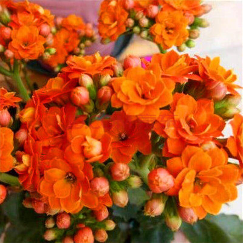 拓塞橙色长寿花 加仑盆