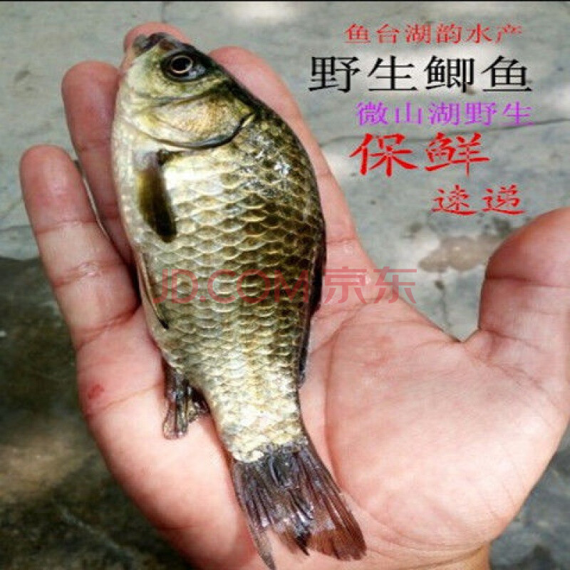 lism淡水魚現捕正宗土鯽魚鮮活新鮮鯽魚現殺孕婦月子燉湯營養 野生